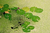 DUCKWEED,  COVERING LILY PADS,  LEMNA SPP