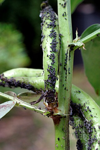 BLACK_BEAN_APHID__APHIS_FABAE