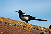 MAGPIE,  ON ROOF,  PICA PICA