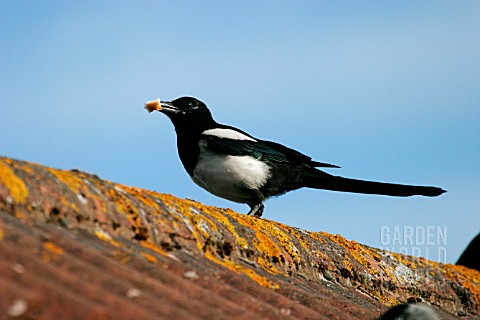 MAGPIE__ON_ROOF__PICA_PICA