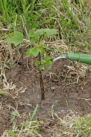 PLANTING_BLACKCURRANTS__STEP_6_WATER_WELL