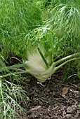 FLORENCE FENNEL