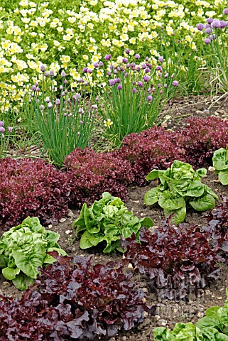 ROWS_OF_MIXED_LETTUCES_AND_CHIVE