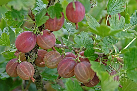 GOOSEBERRY_HIMOMAKII_RED_CLOSE_UP_OF_FRUIT