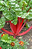 RUBY CHARD MATURE PLANT IN FLOWER BORDER