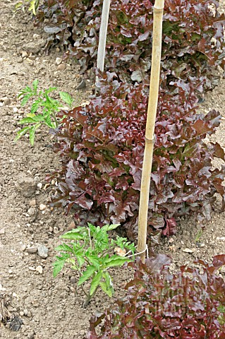 COMPANION_PLANTING_LETTUCE_WITH_TOMATOES