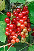 RIBES SATIVUM RED LAKE, (REDCURRANT RED LAKE)