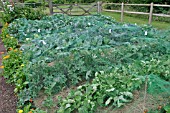 NETTING USED TO PROTECT BRASSICAS
