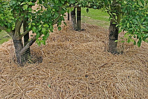STRAW_MULCH_ROUND_FRUIT_TREES_IN_EARLY_SUMMER