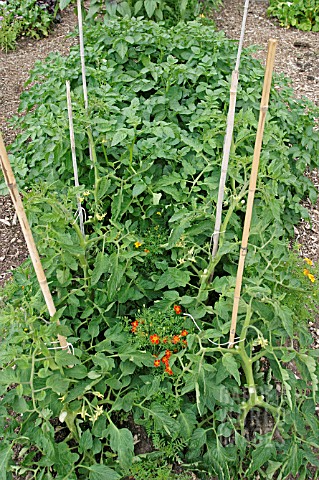 TOMATOES_IN_POTATO_BED_IN_JULY