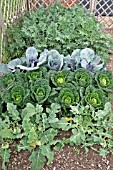 BRASSICA BED,  KOHL RABI,  KALE AND CABBAGE