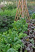 DECORATIVE VEGETABLE BED IN JULY