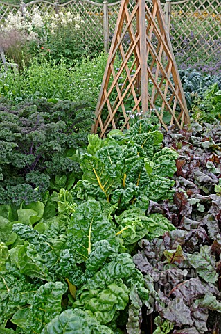 DECORATIVE_VEGETABLE_BED_IN_JULY