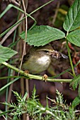 WILLOW WARBLER (PHYLLOSCOPUS TROCHILUS) PERCHING ON BRAMBLE STEM WITH INSECT