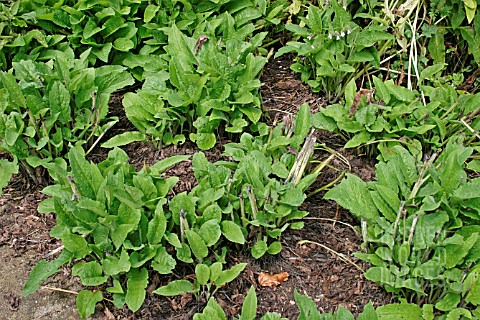 SYMPHYTUM_OFFICINALE_COMFREY_CAN_BE_CUT_SEVERAL_TIMES_A_YEAR