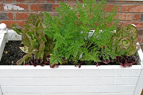 PATIO_PLANTER_WITH_VEGETABLES_IN_EARLY_SUMMER