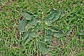 PLANTAIN GROWING ON LAWN