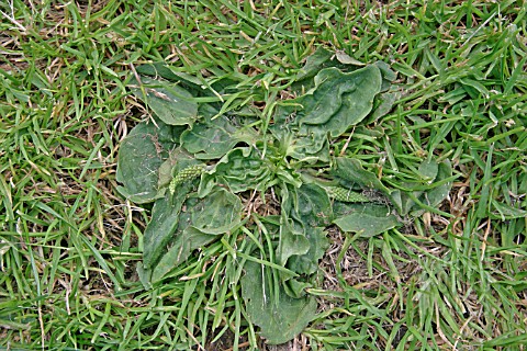 PLANTAIN_GROWING_ON_LAWN