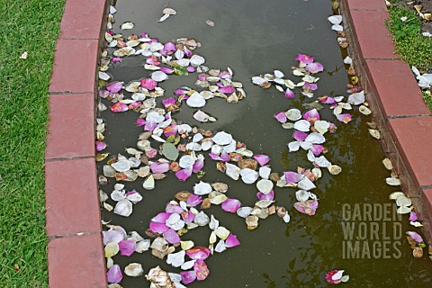 POND_POLLUTION__ROSE_PETALS_FALL_INTO_WATER