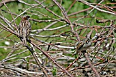 HOUSE SPARROW (PASSER DOMESTICUS) IN HEDGE