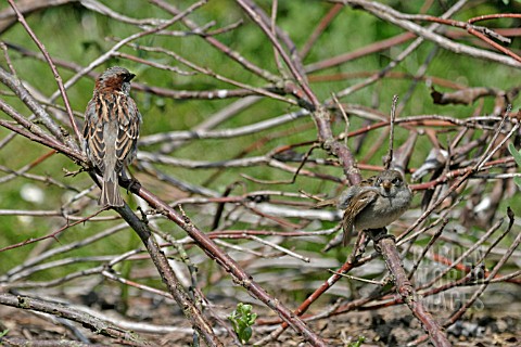 HOUSE_SPARROW_PASSER_DOMESTICUS_IN_HEDGE