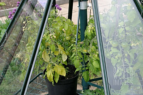TOMATOES_RIPENING_IN_COLDFRAME_IN_MAY