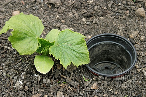 WATERING__SINK_A_PLANT_POT_IN_SOIL_CLOSE_TO_THE_PLANT