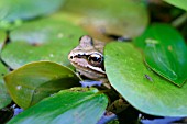 COMMON FROG,  RANA TEMPORIA,  LOOKING OUT FROM LILY PADS