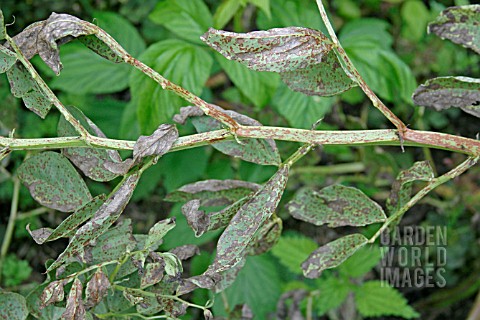 BEAN_CHOCOLATE_SPOTBOTRYTIS_FABAE_HEAVY_ATTACK_ON_LEAVES_AND_STEMS