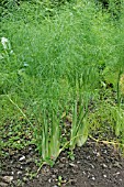 FLORENCE FENNEL FOENICULUM VULGARE PLANTS MATURING IN ROW