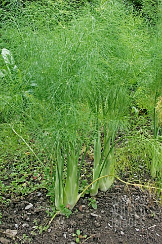 FLORENCE_FENNEL_FOENICULUM_VULGARE_PLANTS_MATURING_IN_ROW