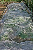 FLEECE USED TO PROTECT YOUNG BRASSICAS FROM BIRDS