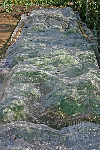 FLEECE_USED_TO_PROTECT_YOUNG_BRASSICAS_FROM_BIRDS
