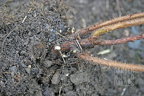 RASPBERRY_CANE_BUDS_FORM_BELOW_GROUND_IN_EARLY_SPRING