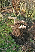 REMOVING APPLE TREE- TRUNK AND STUMP OUT OF GROUND