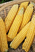 SWEETCORN,  CLOSE UP OF COBS IN BASKET