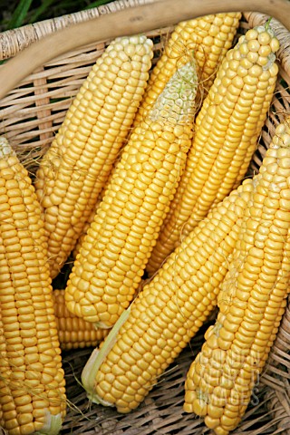 SWEETCORN__CLOSE_UP_OF_COBS_IN_BASKET