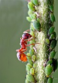 COMMON RED ANT,  MYRMICA RUBRA,  MILKING APHID