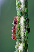 COMMON RED ANT,  MYRMICA RUBRA,  MILKING APHIDS