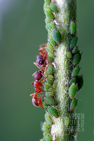 COMMON_RED_ANT__MYRMICA_RUBRA__MILKING_APHIDS