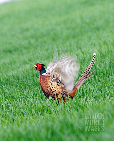 PHEASANT__PHASIANUS_COLCHICUS__COCK_CROWING__SIDE_VIEW
