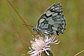 MARBLED WHITE (MELANARGIA GALATHEA) BUTTERFLY AT REST