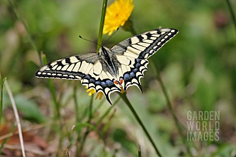 SWALLOW_TAIL_PAPILIO_MACHON_BUTTERFLY_ON_FLOWER