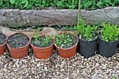 GROWING CARROTS SEQUENTIAL SOWING IN POTS