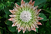 PROTEA CYNAROIDES,  OPENING FLOWER