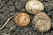 POTATOES WITH BLIGHT TURN BROWN