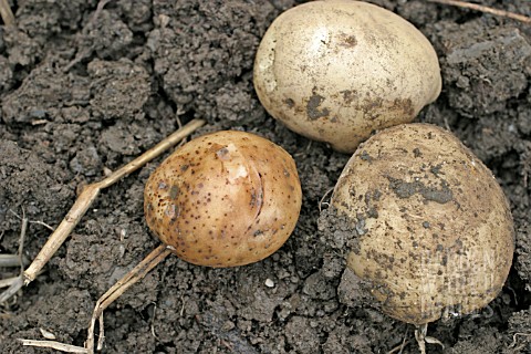 POTATOES_WITH_BLIGHT_TURN_BROWN
