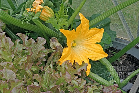 COURGETTE_PLANT_IN_FLOWER