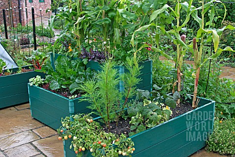 PATIO_PLANTERS_WITH_MIXED_VEGETABLES_IN_AUGUST