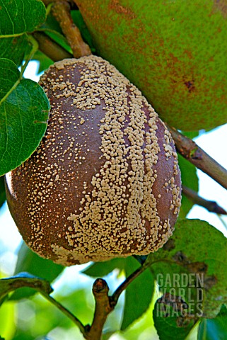 SCLEROTINA_SPP__BROWN_ROT_MATURELY_DEVELOPED_ON_PEAR